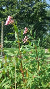 balsamine en fleur