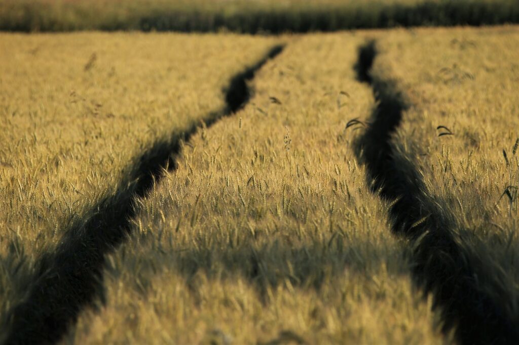 wheat, field, track-6358659.jpg