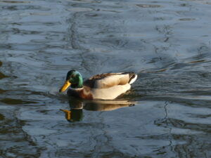 canard-colvert