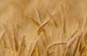 wheat, field, cereals-3241114.jpg